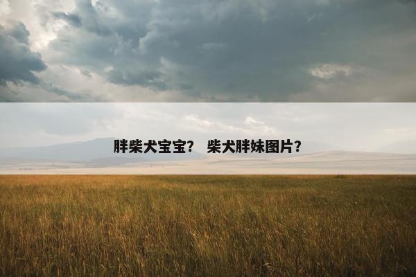 胖柴犬宝宝？ 柴犬胖妹图片？