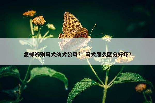 怎样辨别马犬幼犬公母？ 马犬怎么区分好坏？