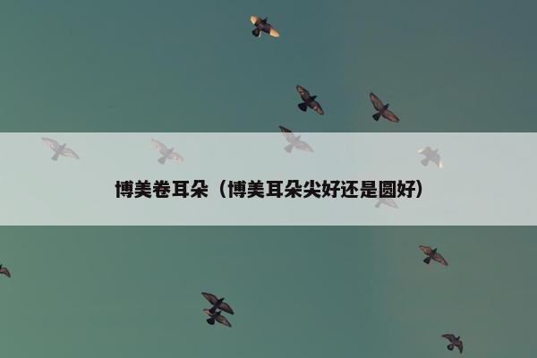 博美卷耳朵（博美耳朵尖好还是圆好）