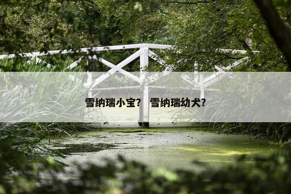 雪纳瑞小宝？ 雪纳瑞幼犬？