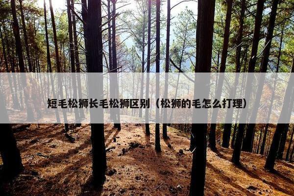 短毛松狮长毛松狮区别（松狮的毛怎么打理）
