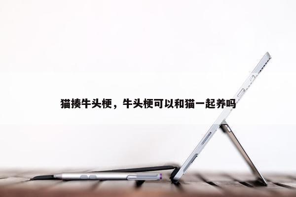 猫揍牛头梗，牛头梗可以和猫一起养吗