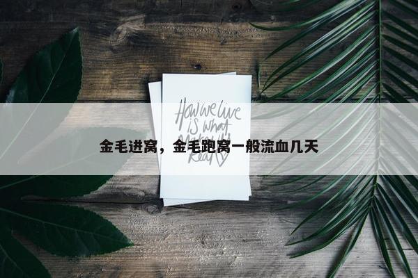 金毛进窝，金毛跑窝一般流血几天