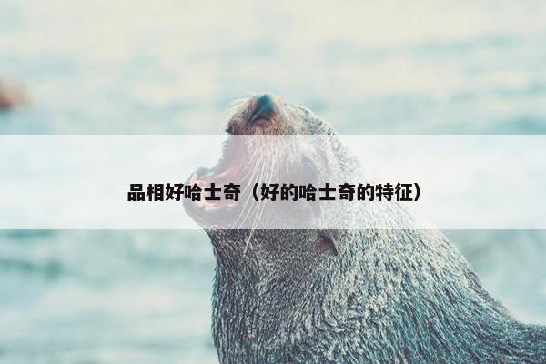 品相好哈士奇（好的哈士奇的特征）