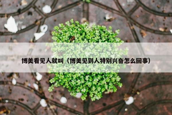 博美看见人就叫（博美见到人特别兴奋怎么回事）