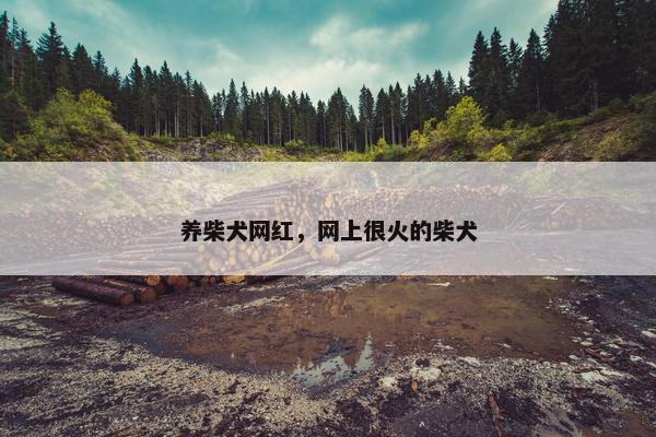 养柴犬网红，网上很火的柴犬