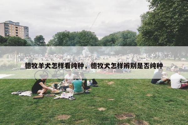 德牧羊犬怎样看纯种，德牧犬怎样辨别是否纯种