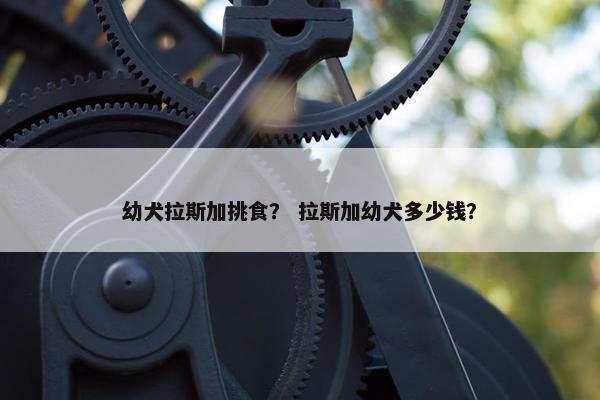 幼犬拉斯加挑食？ 拉斯加幼犬多少钱？