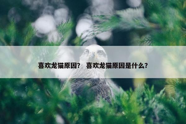 喜欢龙猫原因？ 喜欢龙猫原因是什么？