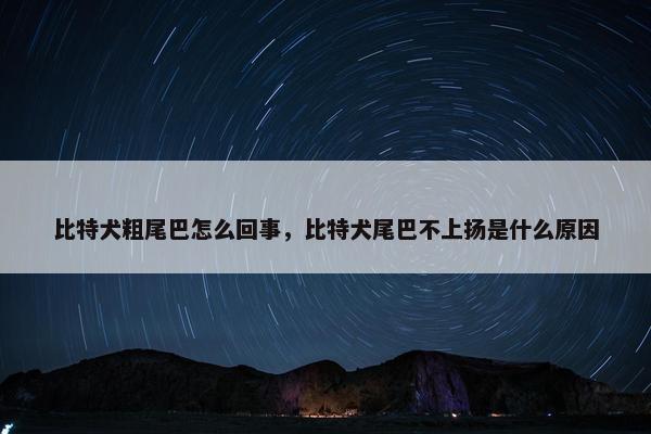 比特犬粗尾巴怎么回事，比特犬尾巴不上扬是什么原因