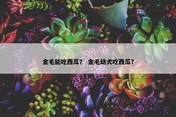 金毛能吃西瓜？ 金毛幼犬吃西瓜？