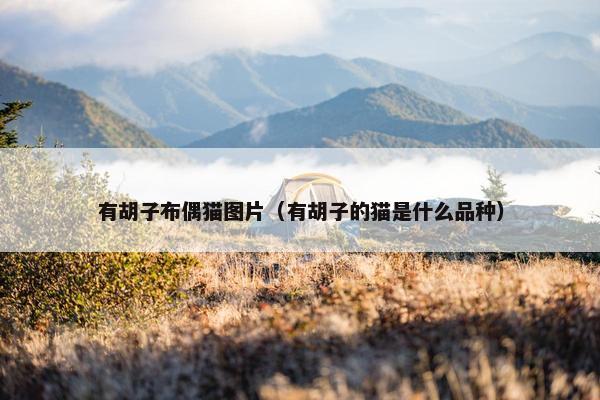 有胡子布偶猫图片（有胡子的猫是什么品种）