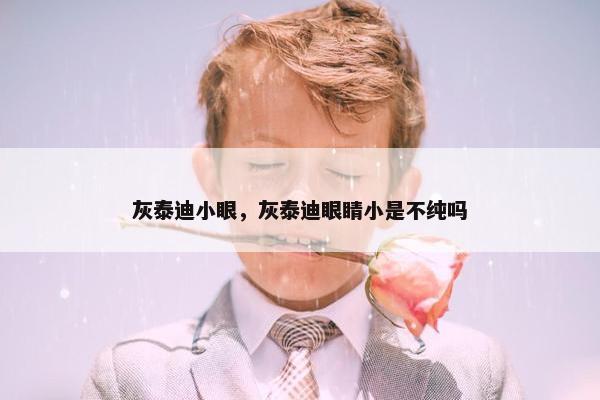 灰泰迪小眼，灰泰迪眼睛小是不纯吗
