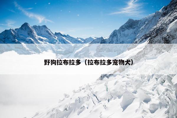 野狗拉布拉多（拉布拉多宠物犬）