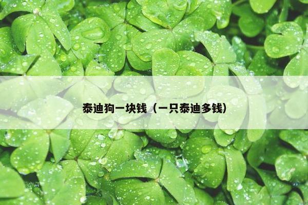 泰迪狗一块钱（一只泰迪多钱）