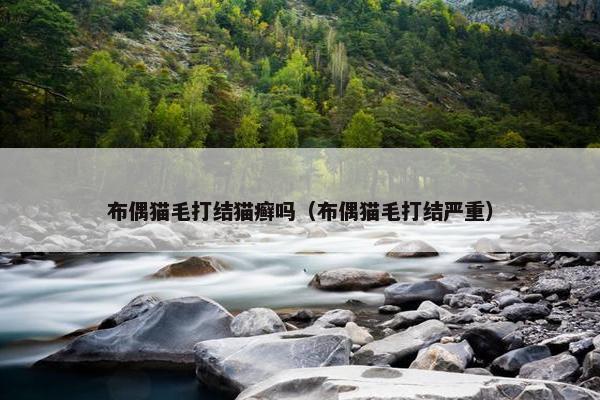 布偶猫毛打结猫癣吗（布偶猫毛打结严重）