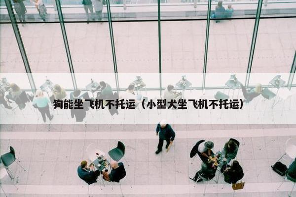 狗能坐飞机不托运（小型犬坐飞机不托运）