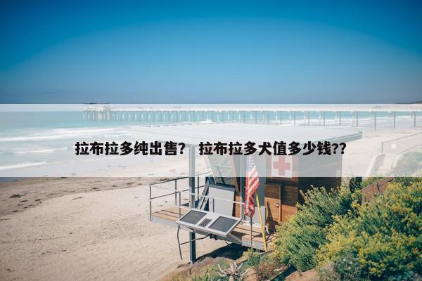 拉布拉多纯出售？ 拉布拉多犬值多少钱?？