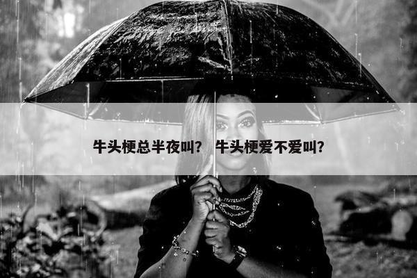 牛头梗总半夜叫？ 牛头梗爱不爱叫？