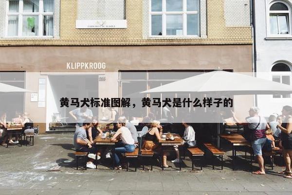 黄马犬标准图解，黄马犬是什么样子的