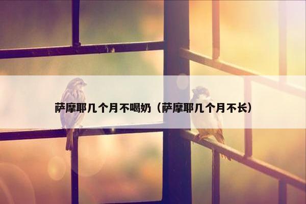 萨摩耶几个月不喝奶（萨摩耶几个月不长）