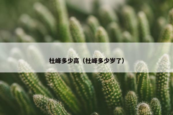 杜峰多少高（杜峰多少岁了）