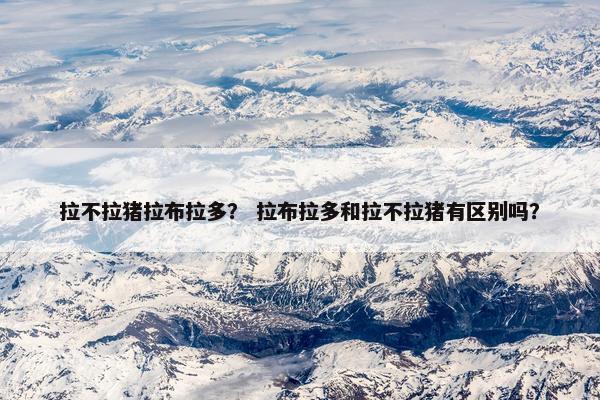 拉不拉猪拉布拉多？ 拉布拉多和拉不拉猪有区别吗？