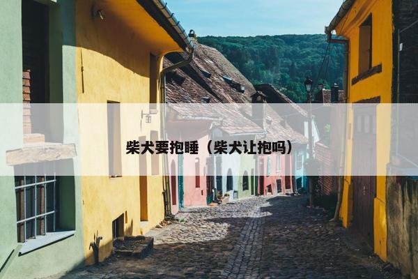 柴犬要抱睡（柴犬让抱吗）