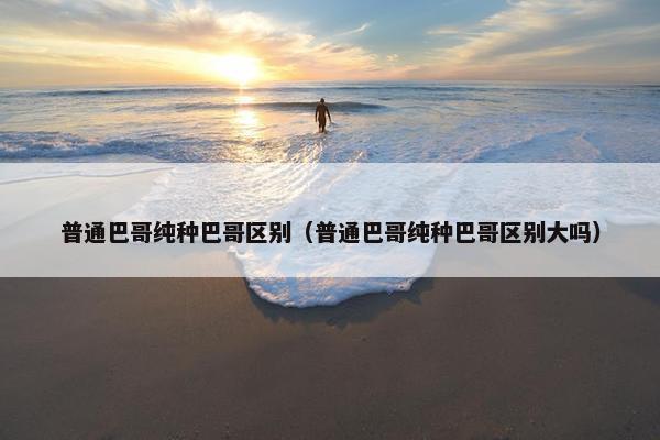 普通巴哥纯种巴哥区别（普通巴哥纯种巴哥区别大吗）