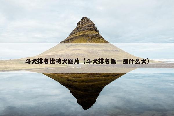 斗犬排名比特犬图片（斗犬排名第一是什么犬）