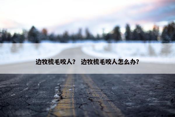 边牧梳毛咬人？ 边牧梳毛咬人怎么办？