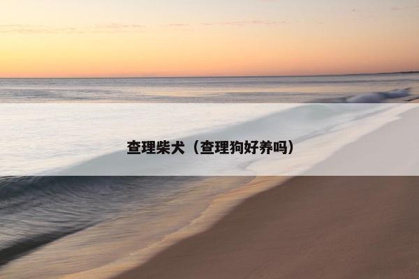 查理柴犬（查理狗好养吗）