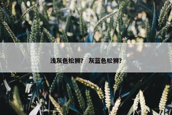浅灰色松狮？ 灰蓝色松狮？