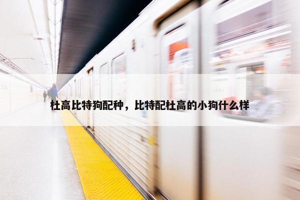 杜高比特狗配种，比特配杜高的小狗什么样