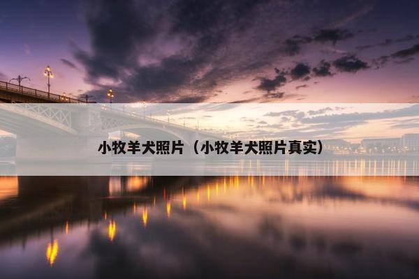 小牧羊犬照片（小牧羊犬照片真实）