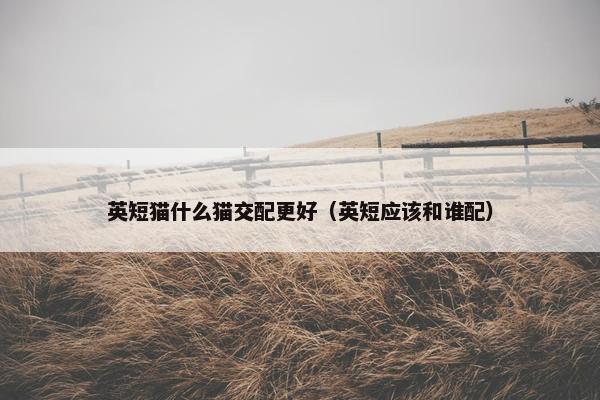 英短猫什么猫交配更好（英短应该和谁配）