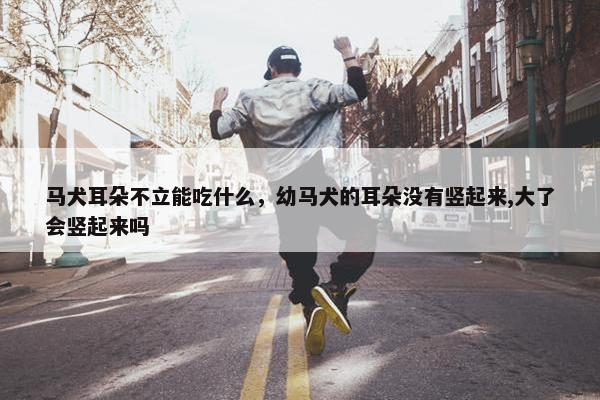 马犬耳朵不立能吃什么，幼马犬的耳朵没有竖起来,大了会竖起来吗