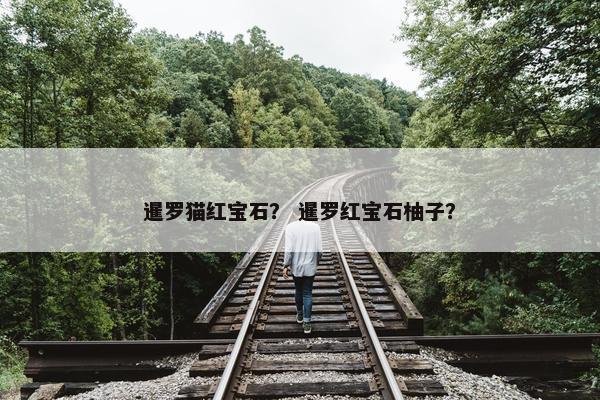暹罗猫红宝石？ 暹罗红宝石柚子？