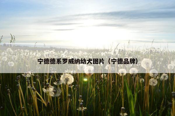 宁德德系罗威纳幼犬图片（宁德品牌）