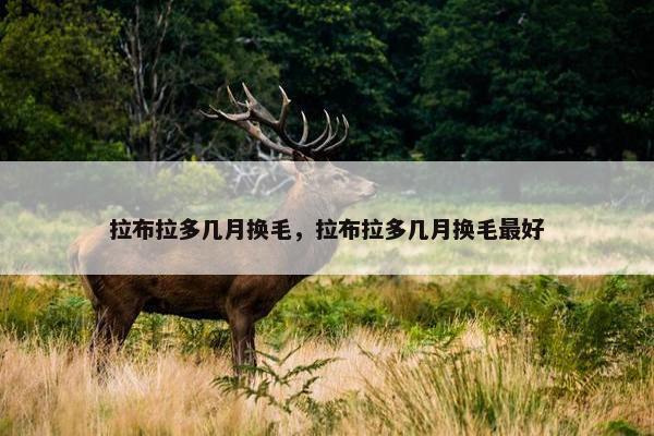 拉布拉多几月换毛，拉布拉多几月换毛最好