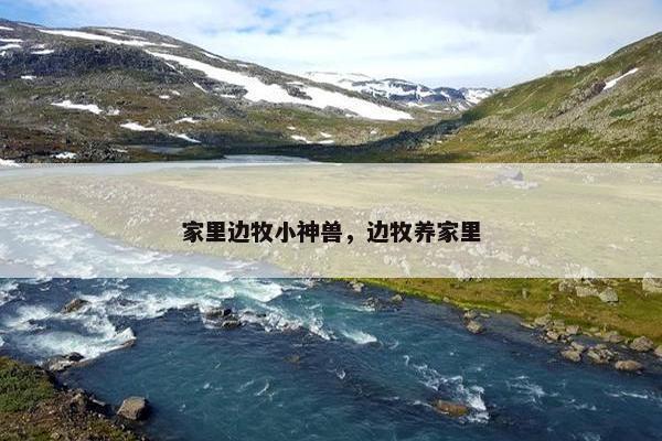 家里边牧小神兽，边牧养家里