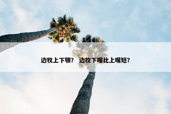 边牧上下颚？ 边牧下嘴比上嘴短？