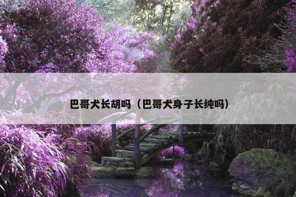 巴哥犬长胡吗（巴哥犬身子长纯吗）