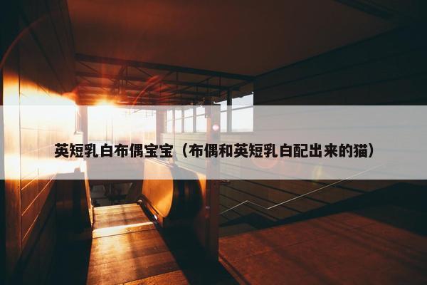 英短乳白布偶宝宝（布偶和英短乳白配出来的猫）
