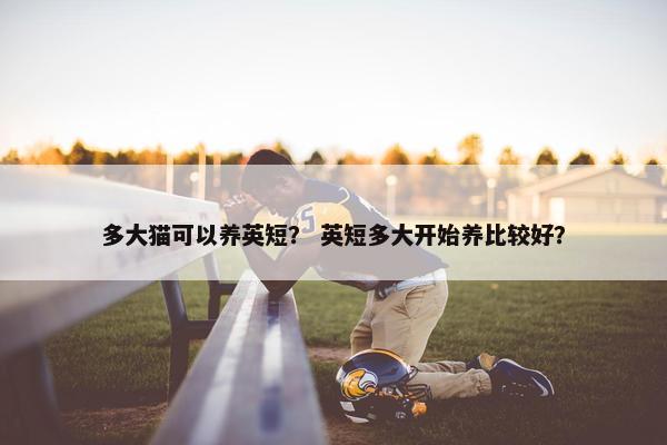 多大猫可以养英短？ 英短多大开始养比较好？