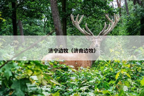 济宁边牧（济南边牧）