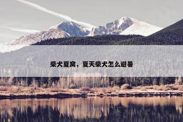柴犬夏窝，夏天柴犬怎么避暑