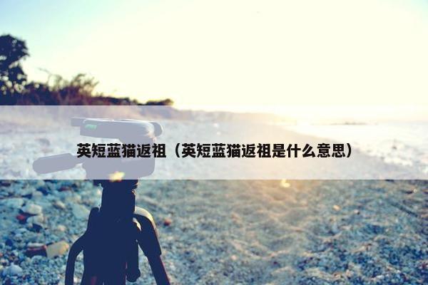 英短蓝猫返祖（英短蓝猫返祖是什么意思）
