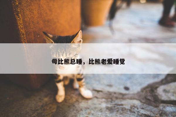 母比熊总睡，比熊老爱睡觉