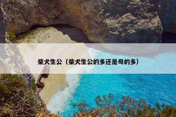 柴犬生公（柴犬生公的多还是母的多）